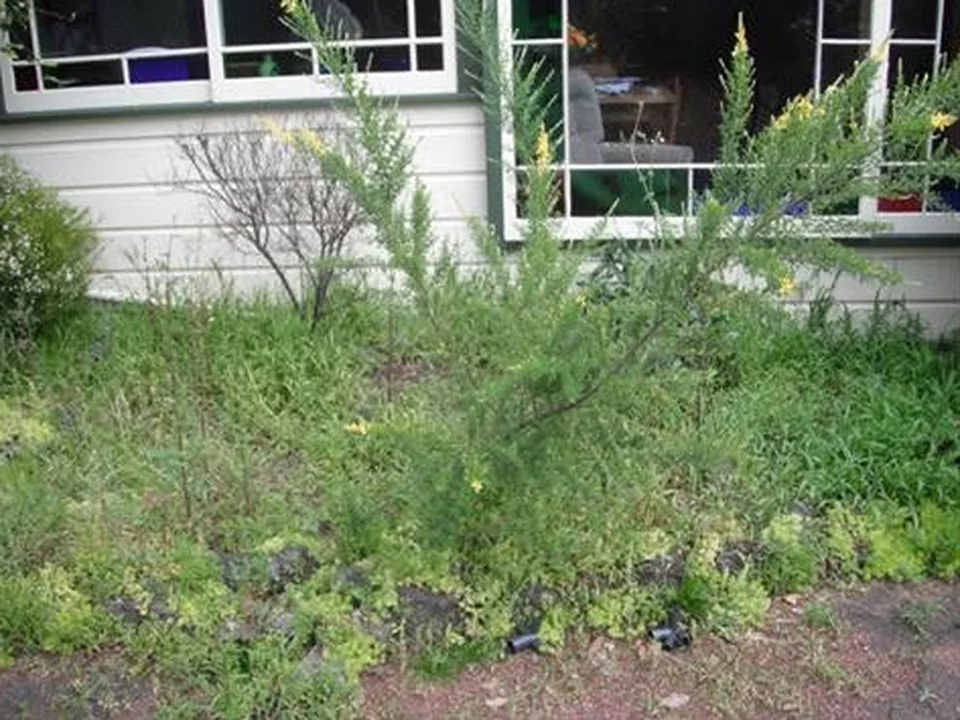 Front garden clearance: before work