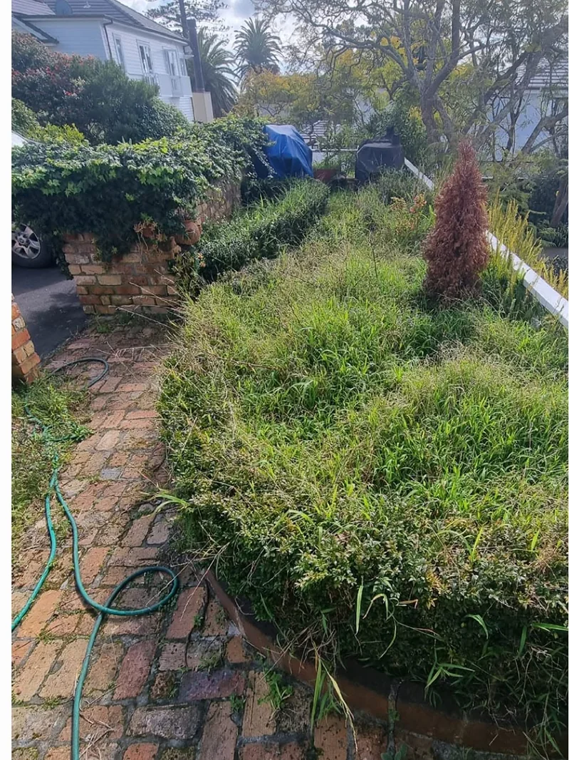 Hedge and garden clearance: before work