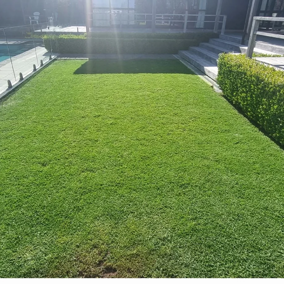 Lawn renovation in progress: progress update