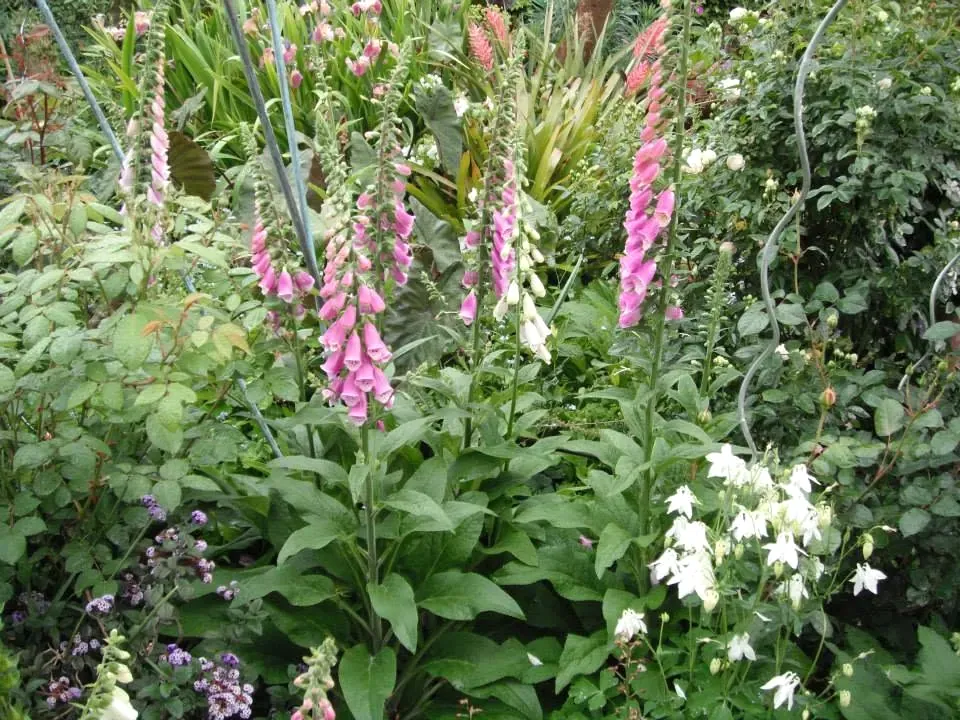 Flowering plants in an established garden bed